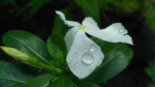 Close-up of raindrops on leaves