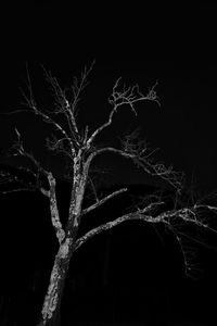 Close-up of bare tree at night