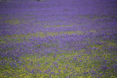 Full frame shot of purple flowering plants on field