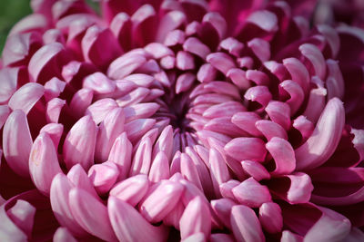 Close-up of pink dahlia