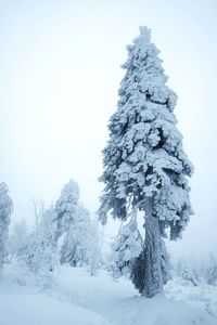 Snow covered plant against clear sky