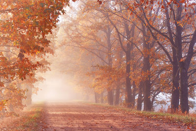 Trees in park