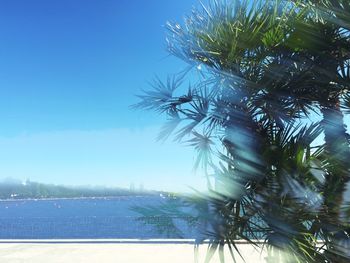 Palm trees against blue sky