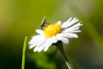 Close-up of bee on yellow flower