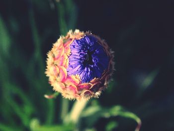 Close-up of pink flower