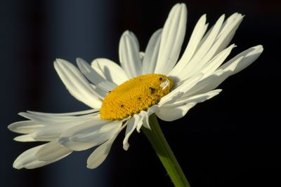 Close-up of butterfly pollinating on flower