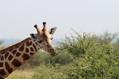 Head shot of giraffe nibbling on a bush in queen elizabeth national park, uganda