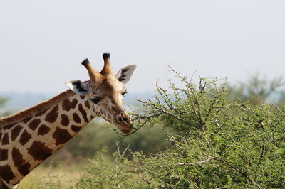 Giraffe standing on field against clear sky