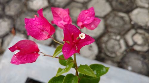 Close-up of pink flowers blooming outdoors