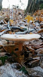 Close-up of mushrooms on rock