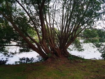 Tree by lake in forest