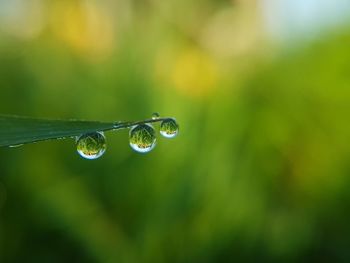 Close-up of water drops on grass