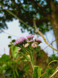 Close-up of flowering plant