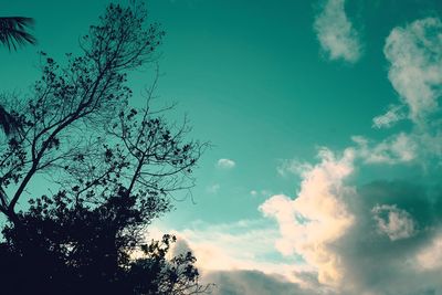 Low angle view of tree against sky