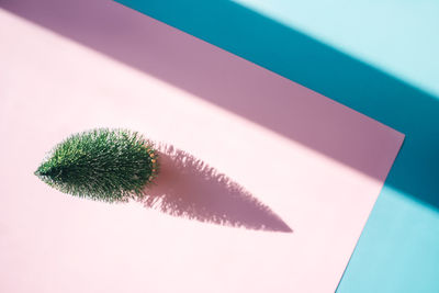 High angle view of plant on table