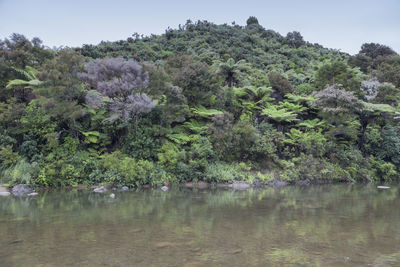 Trees by lake against sky