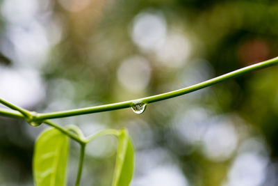 Close-up of raindrops on plant