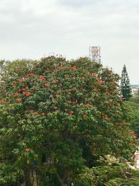 Low angle view of flower tree against sky