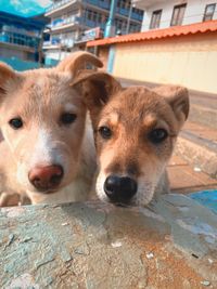 Close-up portrait of dog