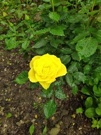 High angle view of yellow rose in garden