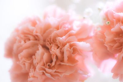 Close-up of pink flower