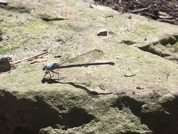 High angle view of damselfly on rock