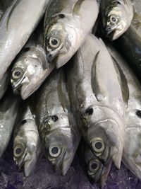 Fishes covered in ice being sold at morning market at danau kota, kuala lumpur.