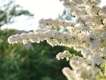 Close-up of frozen plant