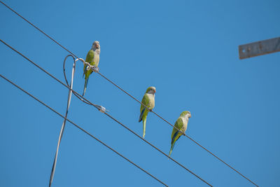 Low angle view of parrots perching on cable against blue sky