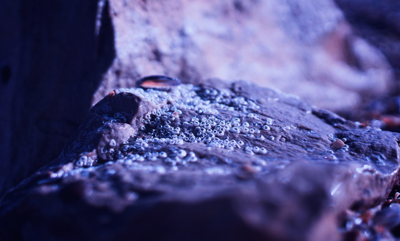 CLOSE-UP OF WOOD ON ROCK