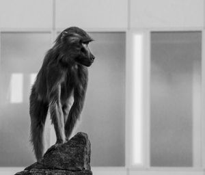 Monkey looking away in a zoo