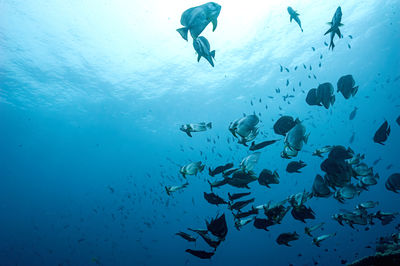 underwater