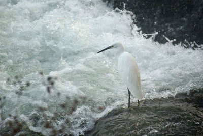 View of a bird in water