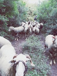 View of sheep on field