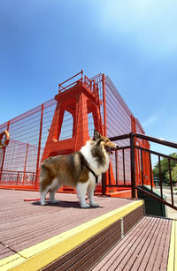 View of cat on railing against blue sky