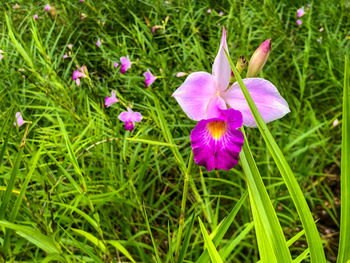 Close-up of pink crocus flowers on field