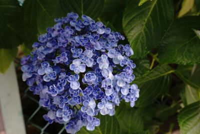 Close-up of purple flowers