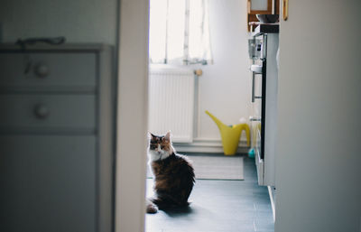 Portrait of cat sitting on door