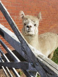 Portrait of an animal against wall