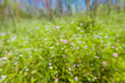 Defocused image of plants