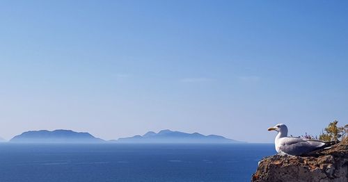 Seagull on a sea against clear sky