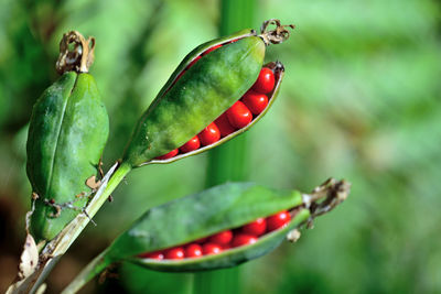 Close-up of red chili peppers plant