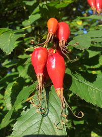 Close-up of red berries on plant