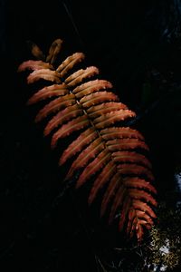 Close-up of fern growing on field at night