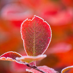 Beautiful red aronia leaves with a frosty edge. morning scenery in the garden. 