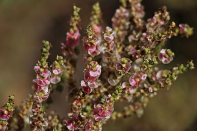 Close-up of pink flowering plant