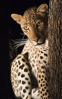 Close-up of a cat