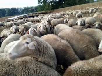 View of sheep in pasture