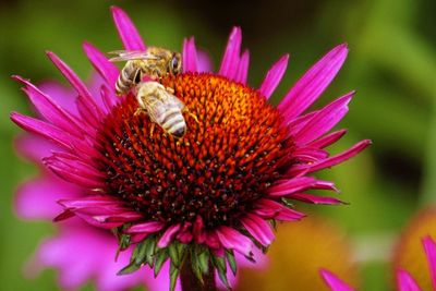 Bees collecting honey