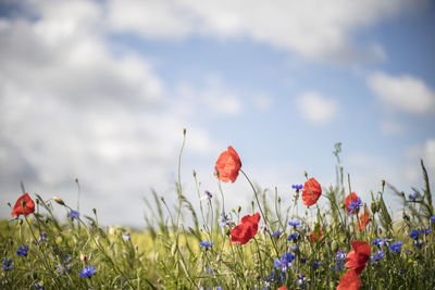 Close-up of poppies blooming on field against sky